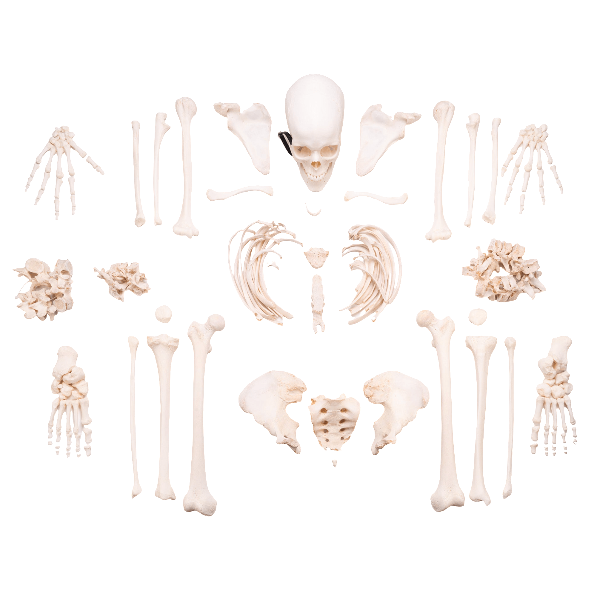 Premium Anatomical Human Skeleton Model - Realistic Medical & Educational Tool for Students, Doctors & Science Enthusiasts | Perfect for Classroom, Lab & Home Study