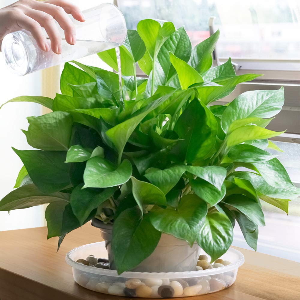 MUDEELA Dark Brown Plant Stand 2 Pack or 2 Tier with 10