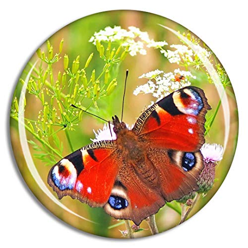 Peacock Butterfly