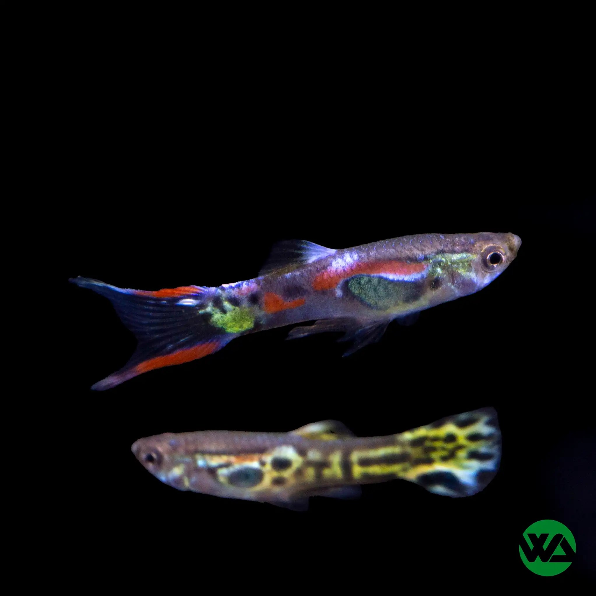 Vibrant Assorted Multi-Color Endler Guppy Fish (Poecilia Sp.) - Perfect for Freshwater Aquariums & Community Tanks