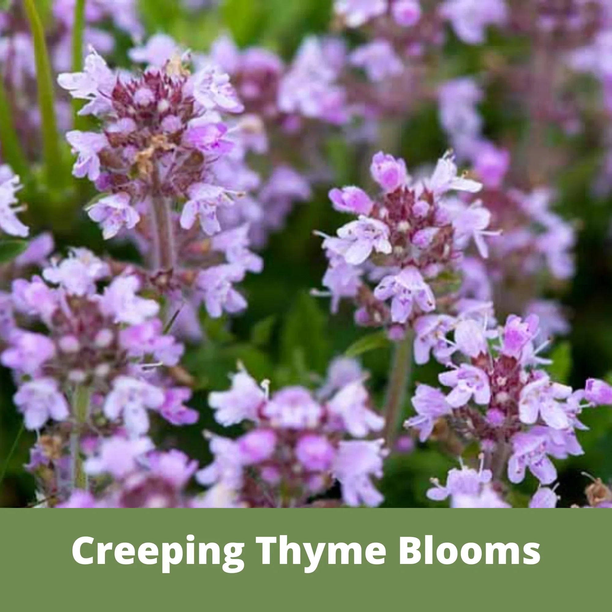 Organic Creeping Thyme Seeds for Ground Cover - Drought Resistant, Bee Friendly Lawn Alternative - Perfect for Eco Gardens, Pathways & Rock Gardens