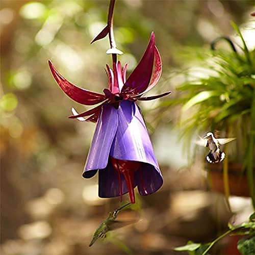 BSUS Hummingbird Feeder with Flower Design - Outdoor Bird Feeder for Gardens, Yards & Patios - Cornflower Blue Decorative Gift for Family & Friends - Perfect for Attracting Hummingbirds to Your Backyard