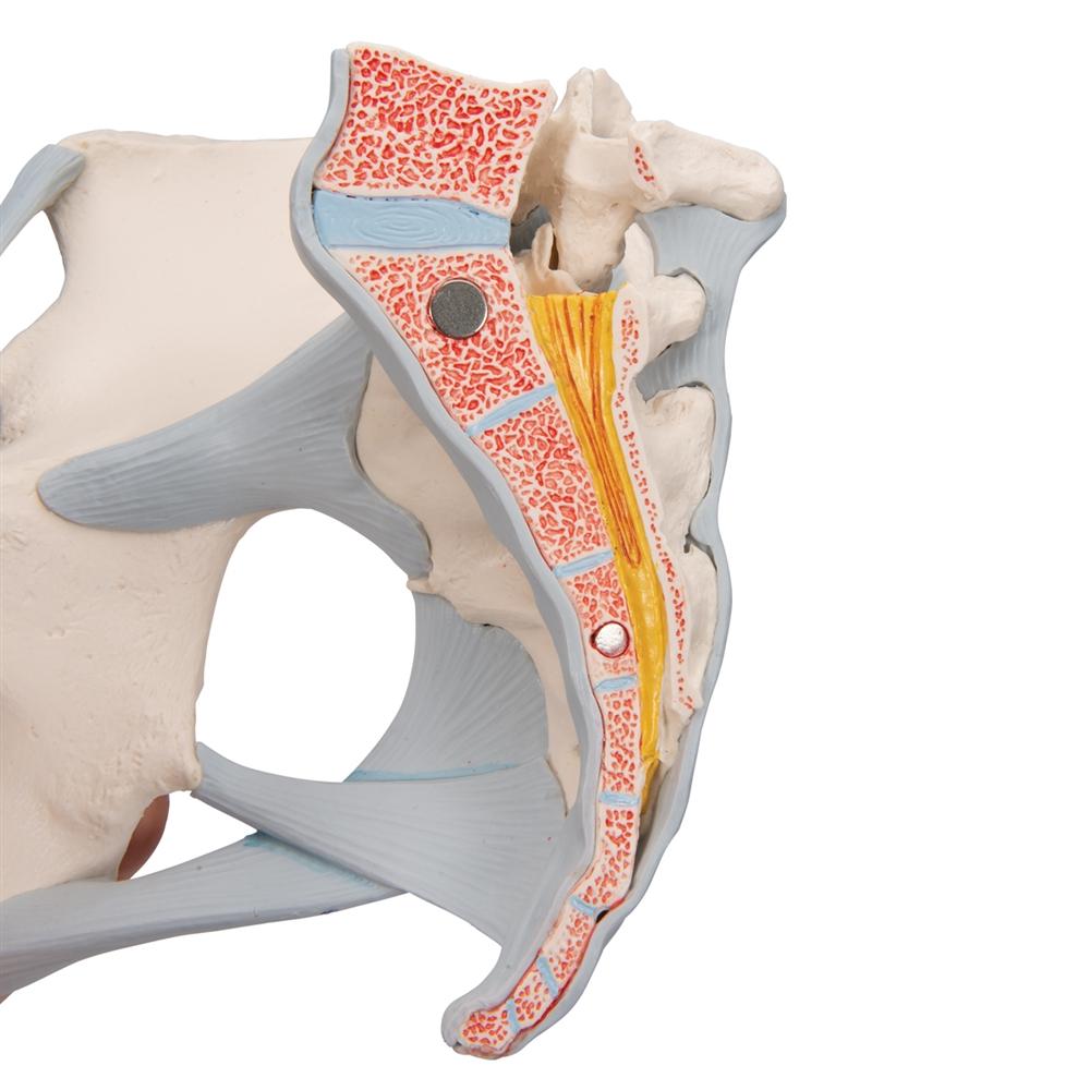 Female Pelvis Model with Ligaments, Muscles & Organs - Anatomical Study Tool for Medical Students, Doctors & Physical Therapists