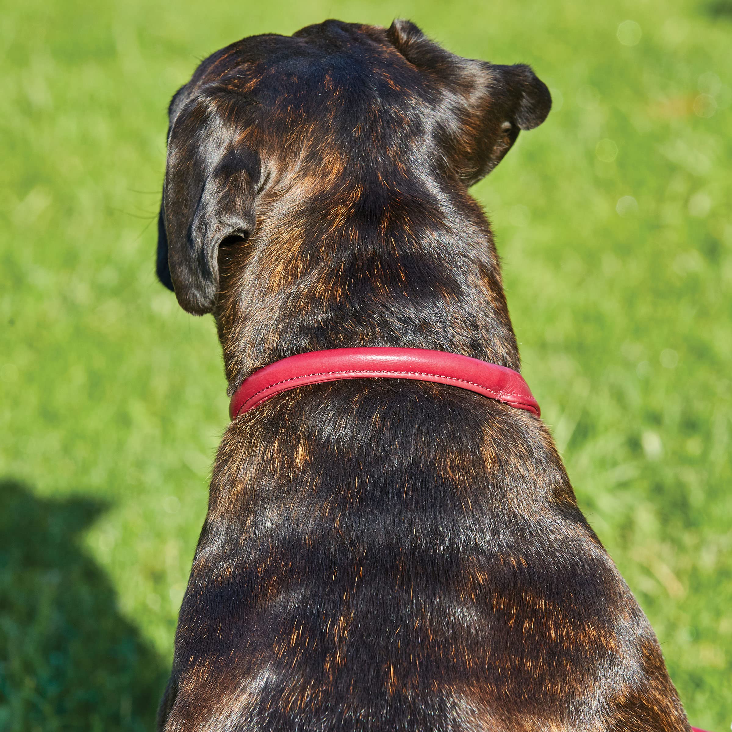 WeatherBeeta Premium Rolled Leather Dog Collar - Small Size, Brown - Durable & Comfortable for Daily Walks & Training
