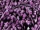 Magenta Swirly Leaves