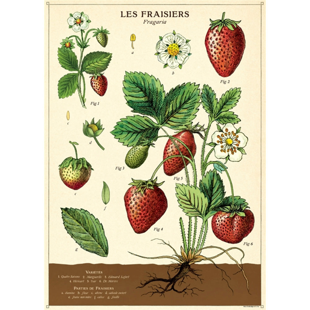 Fresh Strawberries for Sale - Sweet & Juicy Organic Strawberries for Smoothies, Desserts & Snacking | Perfect for Salads, Baking & Healthy Eating