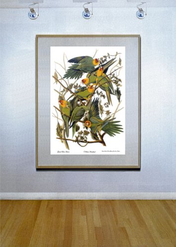 Audubon Carolina Parakeet Fine Art Print - North America Birds Collection | Premium Wall Decor for Home, Office & Gift