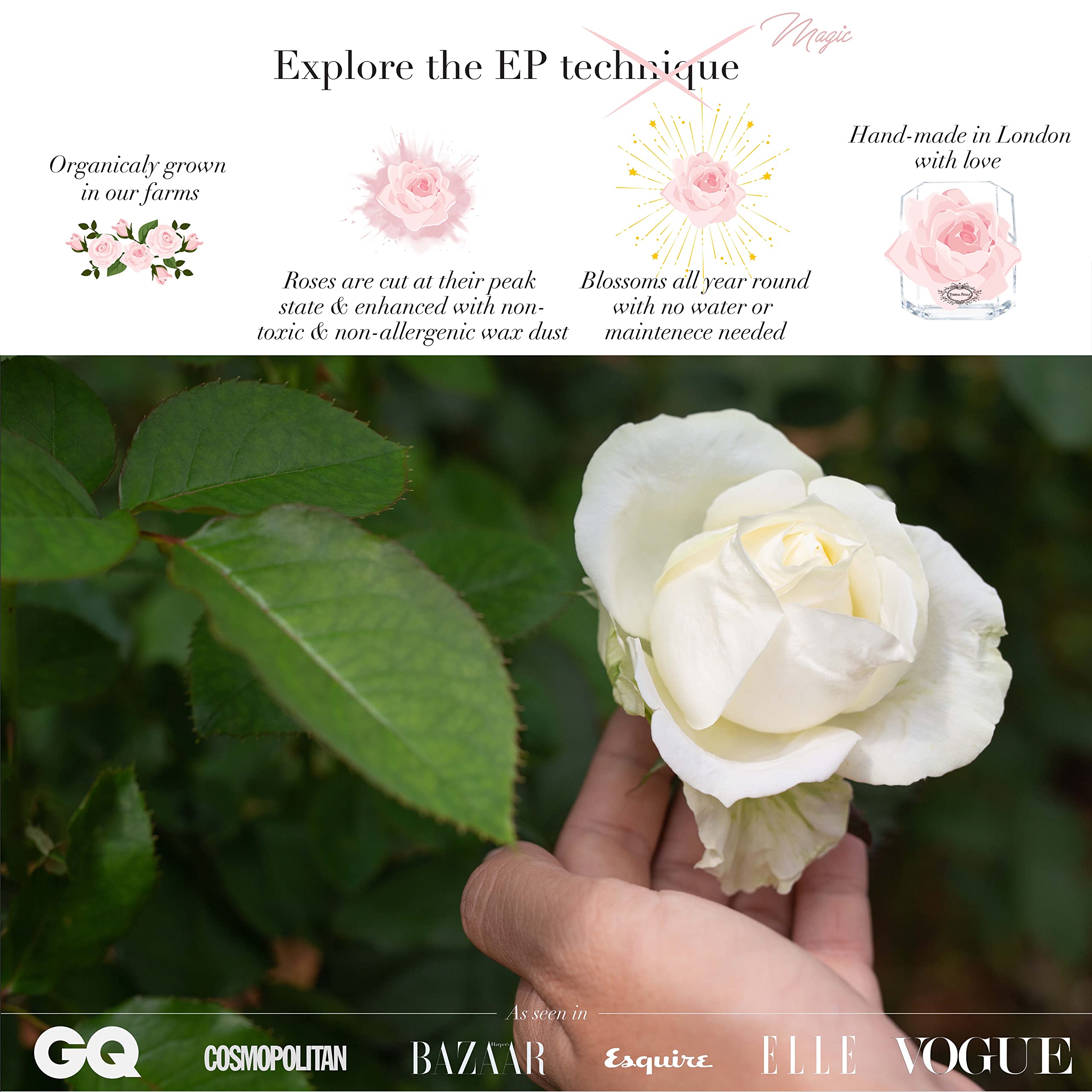 Eternal Petals Real Preserved Rose That Lasts 1 Year+ | Handmade in London | 24K White Gold Champagne Rose Gift | Perfect for Anniversaries, Valentine's Day & Romantic Occasions