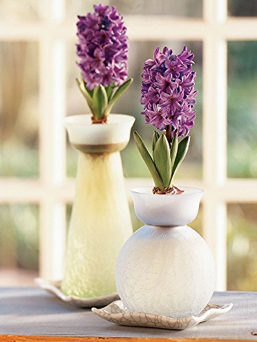 Hyacinth Growing Kit with Fragrant Purple Bulbs & Vase - Perfect Gardening Gift for Home, Office Decor & Spring Planting