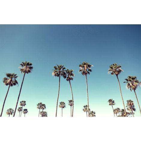 Cali Palms 2 Acrylic Wall Art - Modern Tropical Decor for Living Room, Bedroom & Office - Vibrant Coastal Themed Wall Decor