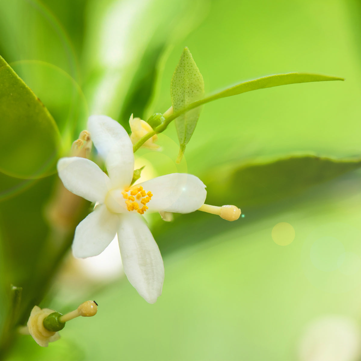 Pure Neroli Essential Oil - 100% Natural & Diluted for Aromatherapy, Relaxation & Skin Care - Perfect for Diffusers, Massage & DIY Beauty Products