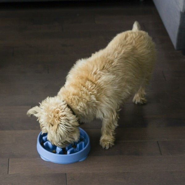 Outward Hound Fun Feeder Slow Feed Dog Bowl - Interactive Puzzle Feeder for Small & Large Dogs - Perfect for Fast Eaters & Mealtime Enrichment - Great for Training, Portion Control & Mental Stimulation