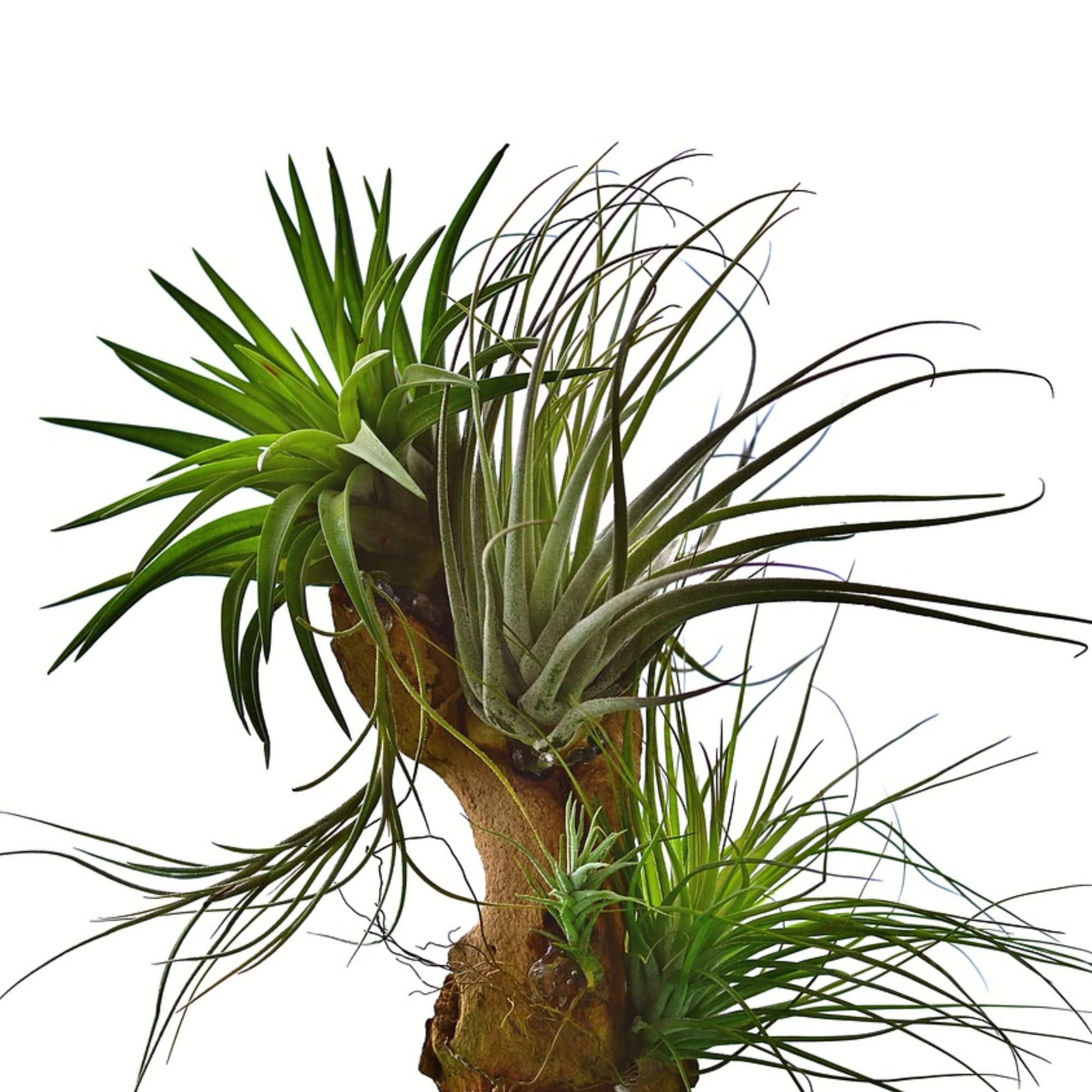 Premium Air Plant Fertilizer Spray - Pre-Mixed Weekly Use Formula | Gentle Nutrient Blend for Tillandsia & Air Plants | 8 oz Bottle | Perfect for Terrariums, Office Decor & Indoor Gardening