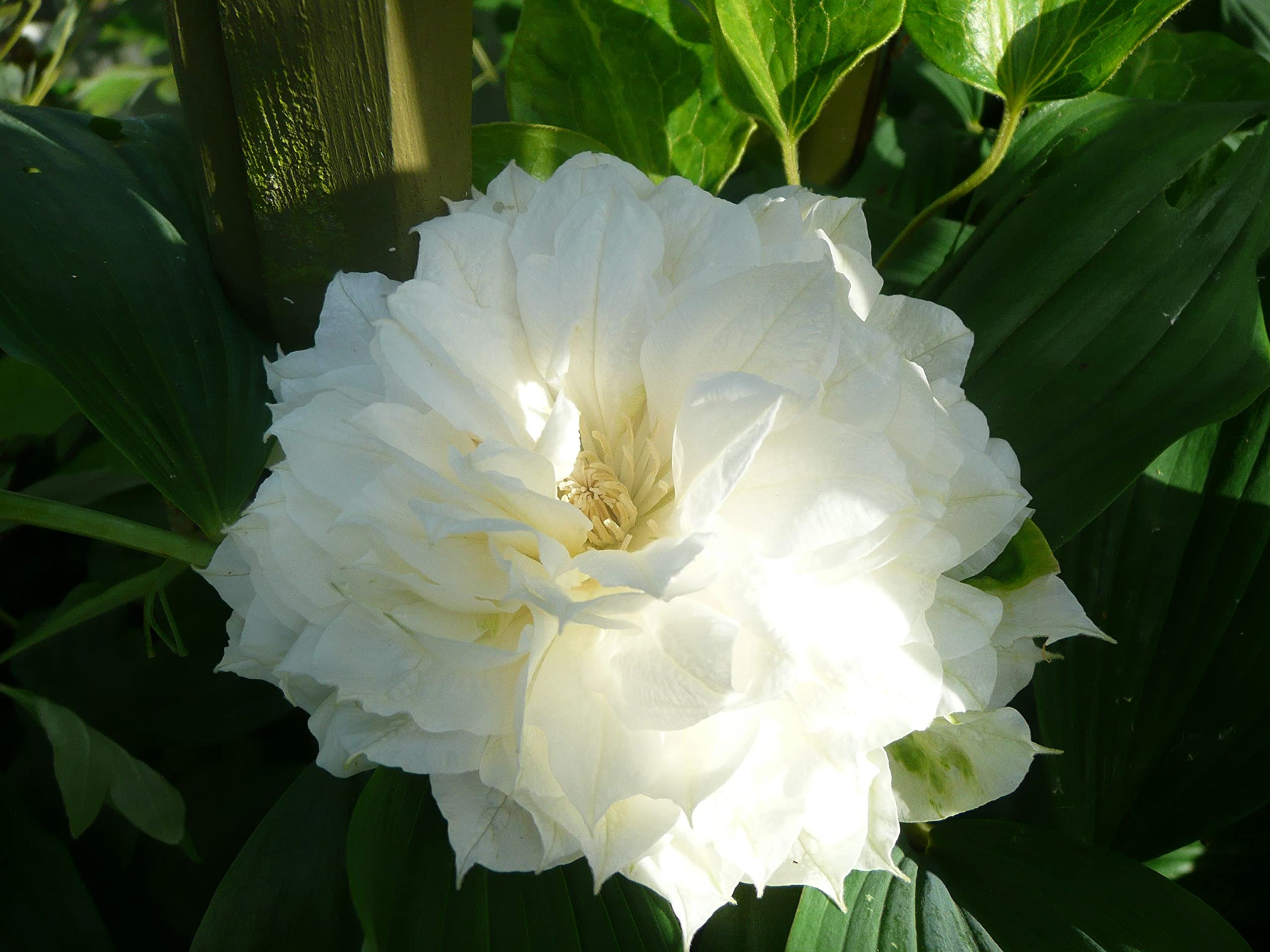 Clematis 'Duchess of Edinburgh' - 5 Live Starter Plants in 4 Inch Pots - White Blooming Flower Vine for Garden Trellis, Fence & Landscape Decoration - Perfect for Pergolas, Arbors and Vertical Gardens
