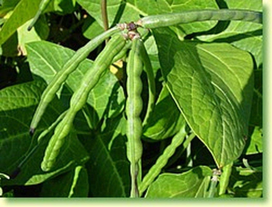 Organic Big Boy Cowpea Seeds - High Yield, Fresh Eating, Freezing & Canning - 100 Non-GMO Heirloom Seeds for Home Garden & Farm Planting - Perfect for Soups, Stews & Southern Recipes