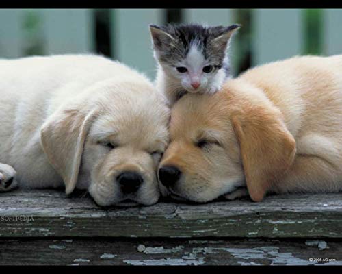 Natural Dog Anxiety Relief Treats with Valerian Root - Calming Formula for Aggressive, Stressed Pets - 90 Chews per Bottle - Safe for Dogs & Cats - Perfect for Thunderstorms, Travel & Separation Anxiety