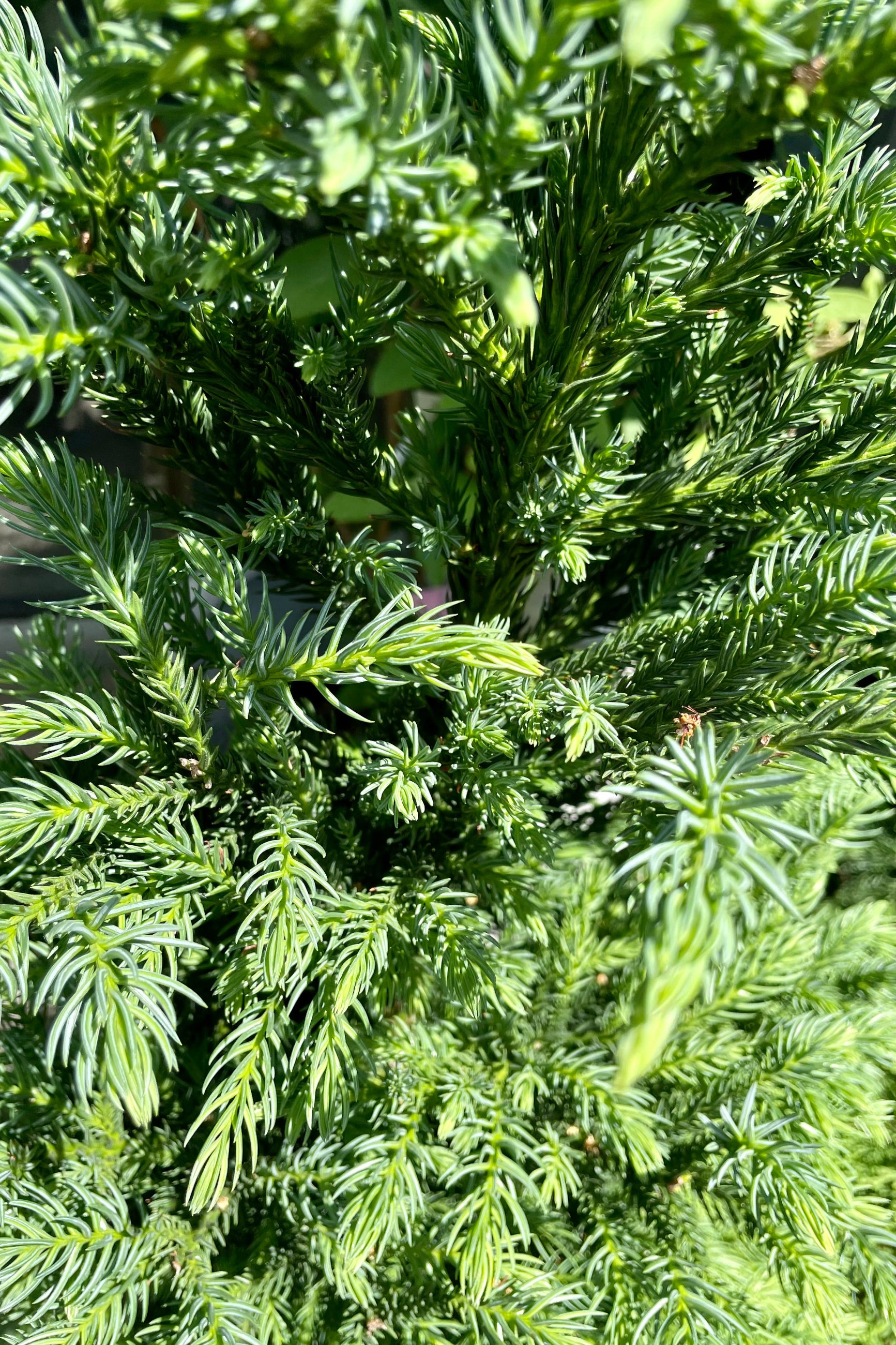 Black Dragon Japanese Cedar (Cryptomeria japonica) - #3 Container Size - Perfect for Landscaping, Privacy Screens & Asian-Themed Gardens