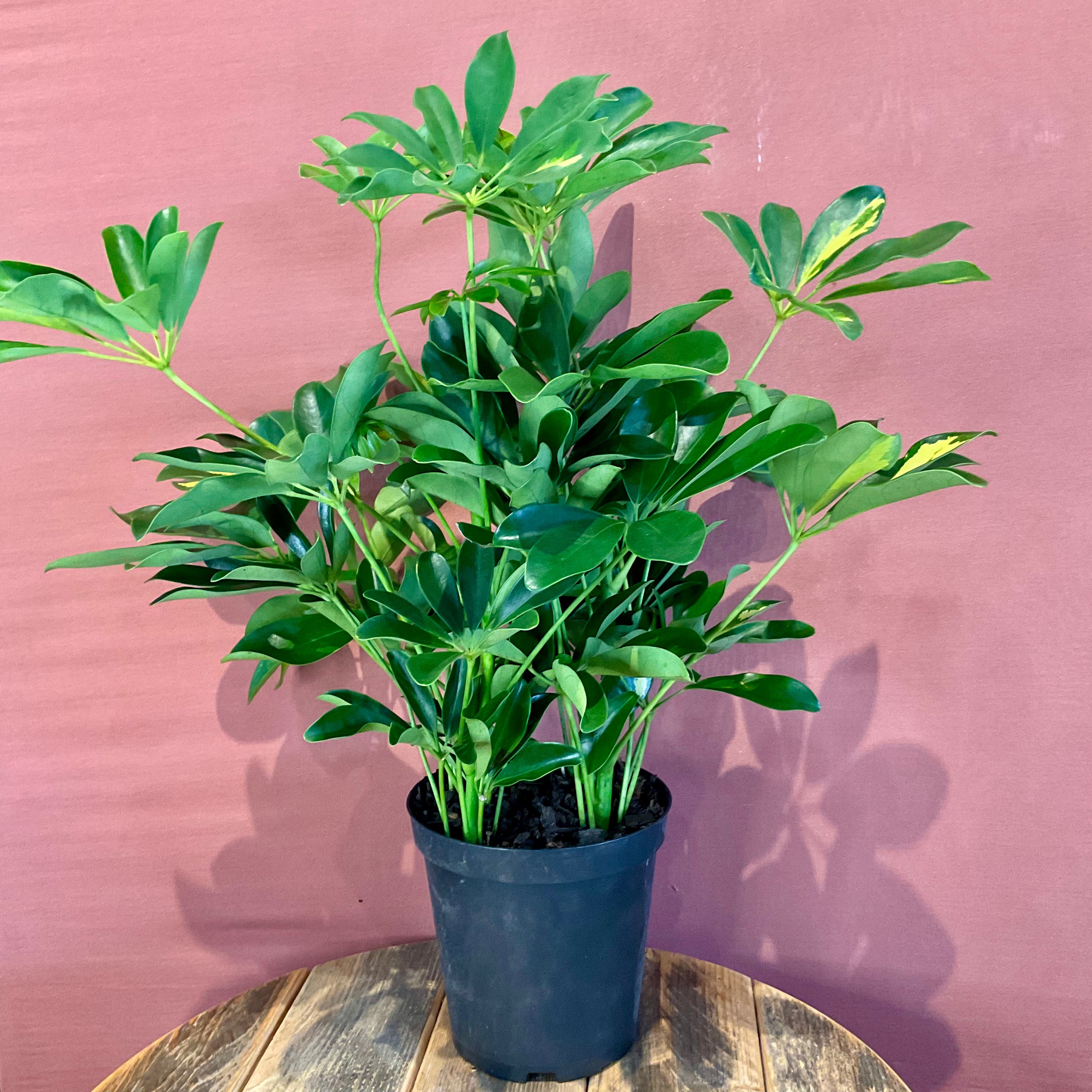 Arboricola Plant - Medium Size - Perfect for Home & Office Decor - Indoor Greenery & Air Purifying Houseplant