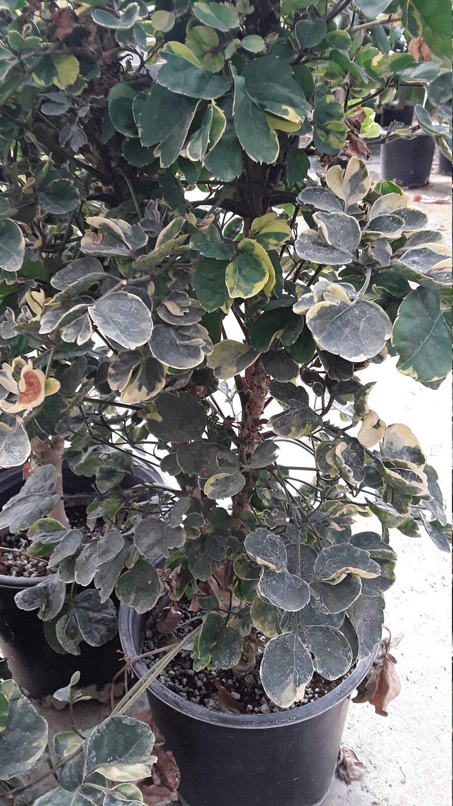 Ming Variegated Aralia Live Plant - 2 Feet Tall Indoor Bonsai Tree - Perfect for Home Decor, Office Plants & Zen Gardens