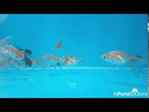 Blue Oranda Goldfish (Carassius auratus) - Premium Live Aquarium Fish for Home & Office Tanks