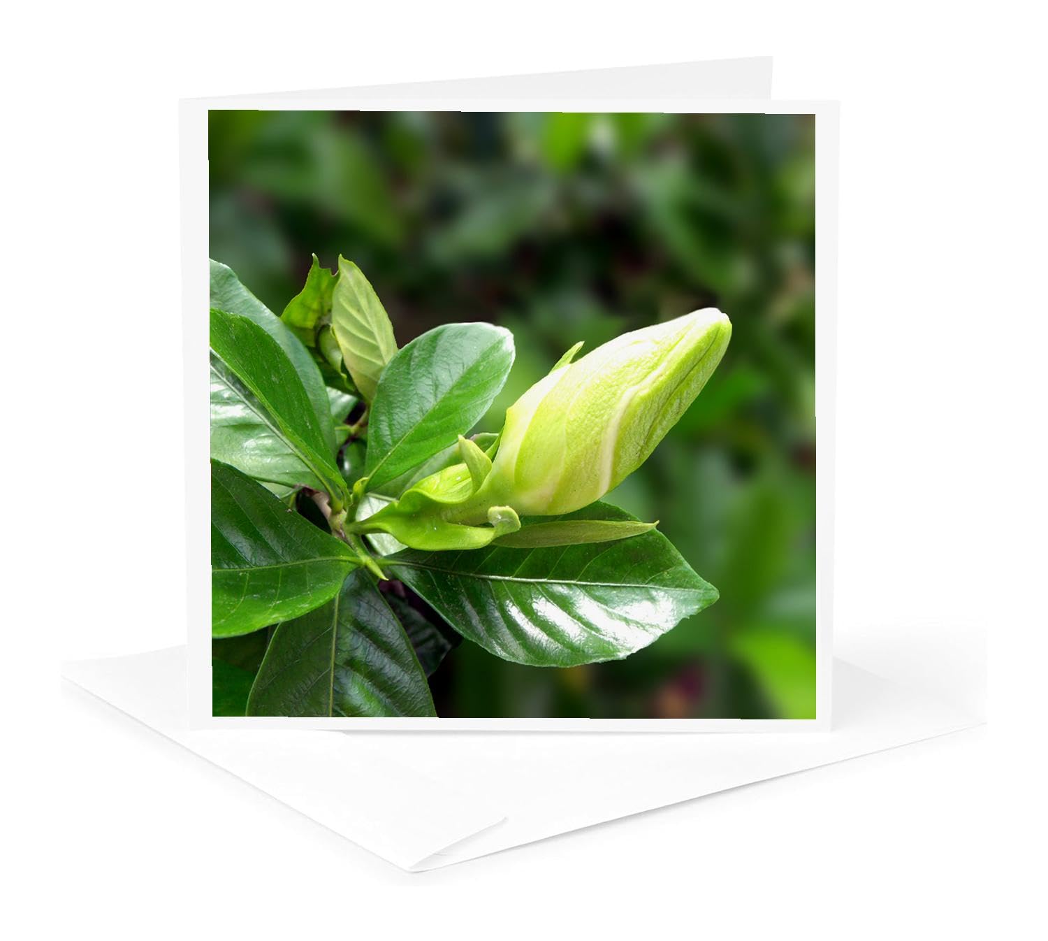 Beautiful Gardenia Bud Greeting Card - Floral Photography of Blooming Gardenia - Perfect for Birthdays, Anniversaries & Thank You Cards