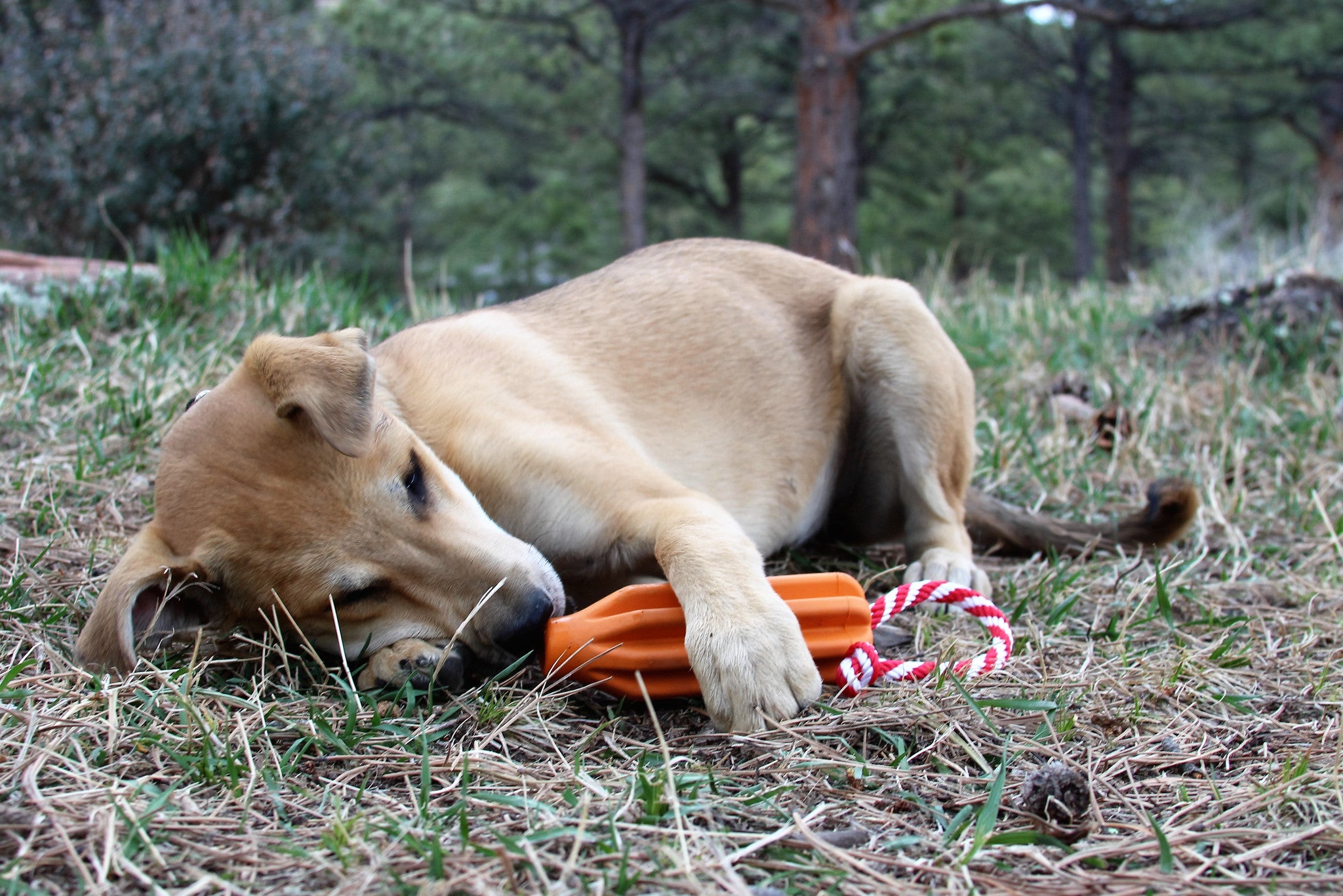 Sodapop Rocket Pop Dog Toy - Durable Chew Toy for Aggressive Chewers, Interactive Fetch & Tug-of-War Game for Large & Small Dogs - Perfect for Outdoor Play, Training & Teething Puppies