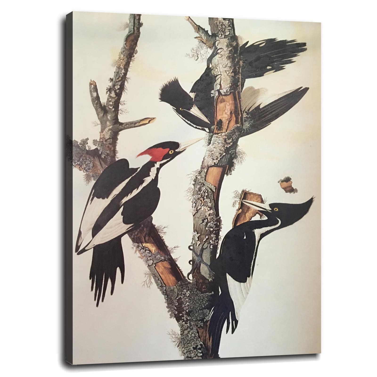 Ivory-Billed Woodpecker Canvas Print - Framed Wall Art Poster 32x24 Inches for Home & Office Decor | Perfect for Living Room, Bedroom & Study