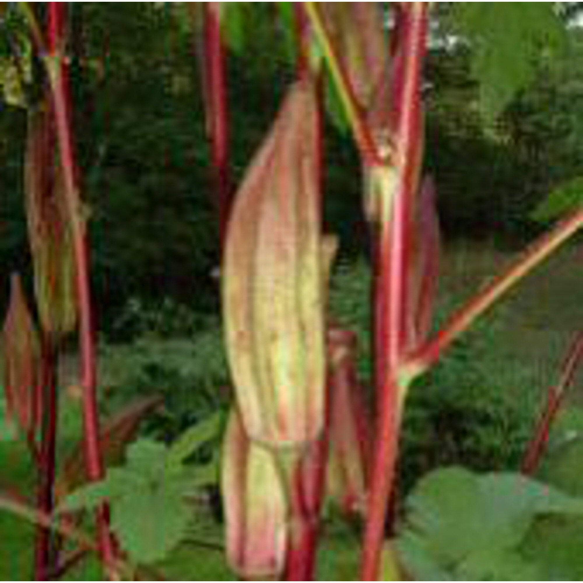 Non-GMO Alabama Red Okra Seeds (25+ Seeds) - Heirloom Vegetable Seeds for Home Garden, Perfect for Southern Cooking, Pickling & Canning