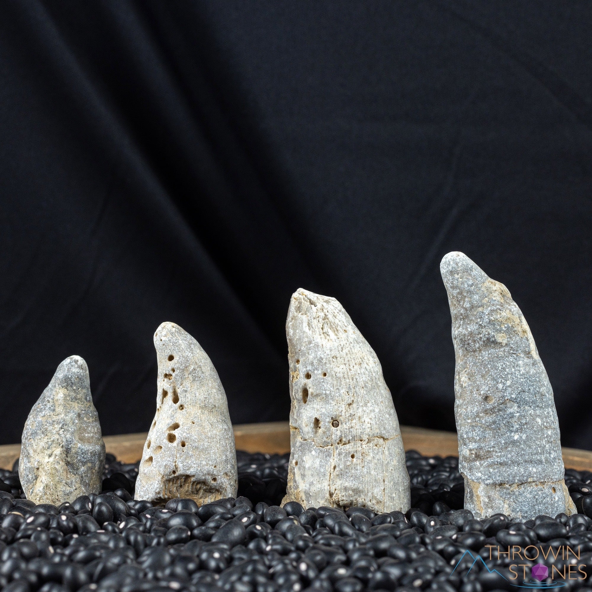 Authentic HORN CORAL Fossil (Rugosa Tetracorallia) - Natural Raw Mineral Specimen for Home Decor, Collectors & Education | Perfect for Display, Geology Enthusiasts & Unique Gift Ideas