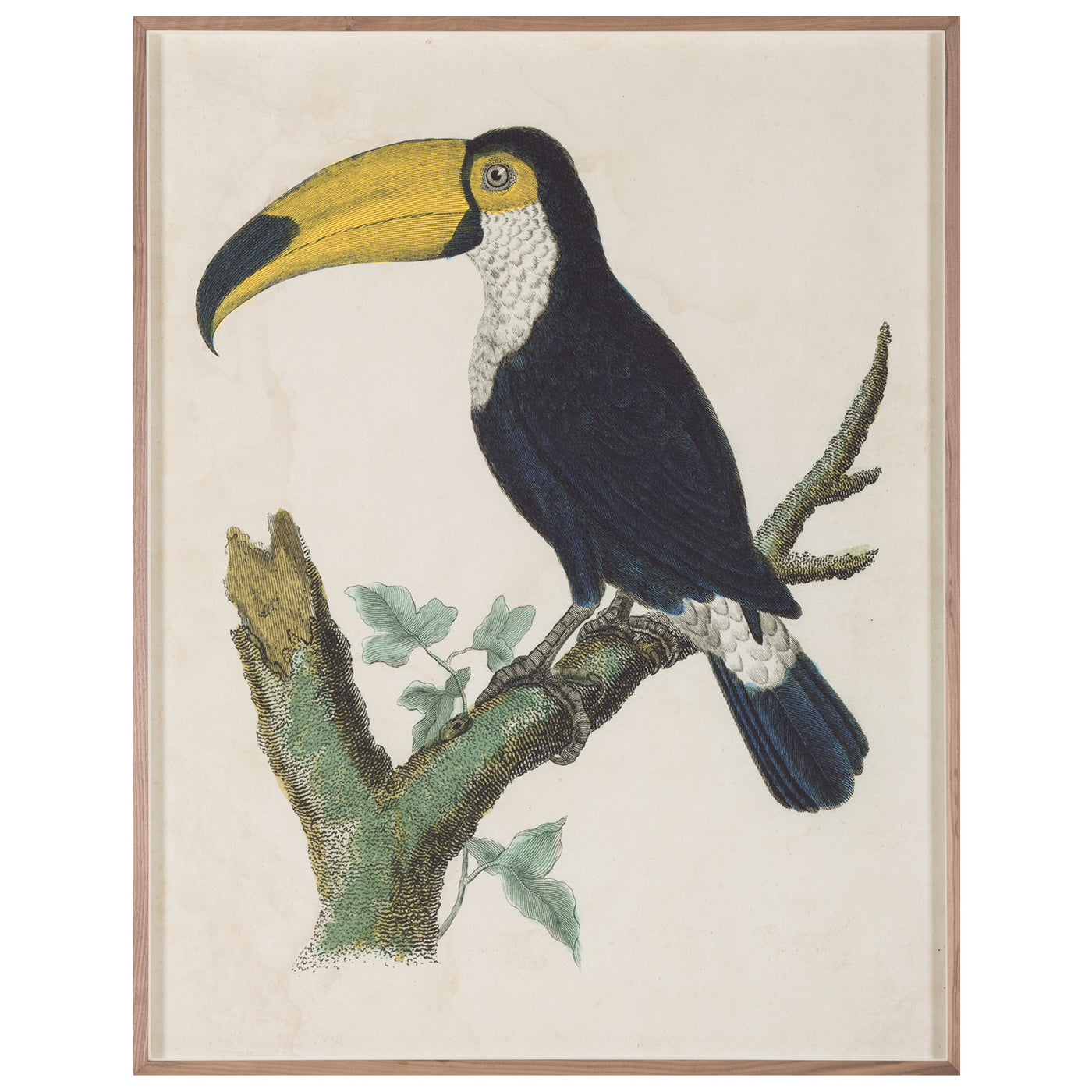 Barraband Toucans - Exotic Bird Figurines for Home Decor & Collectibles | Perfect for Tropical Theme Parties & Gift Giving