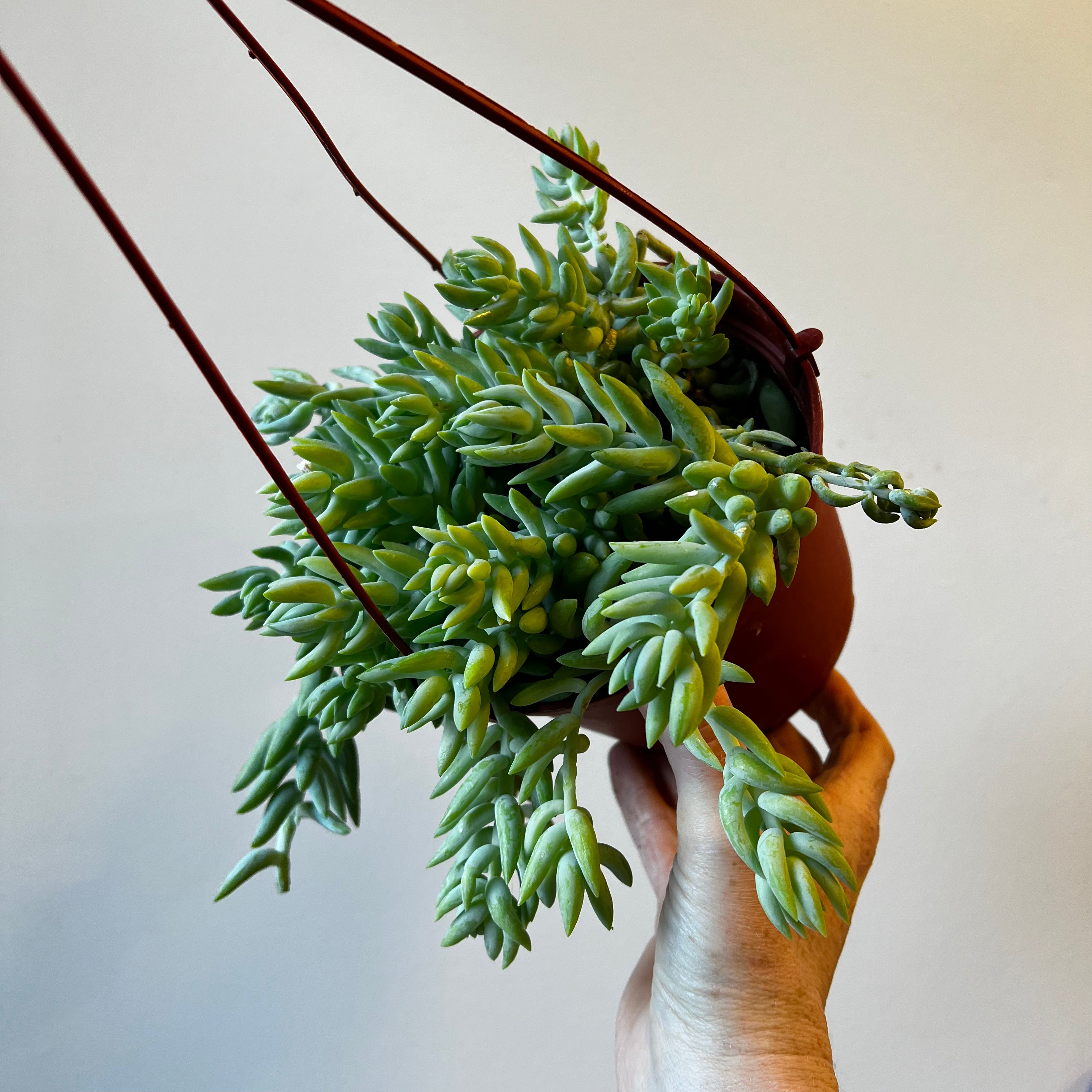 Monthly Plant Subscription Box - Fresh Indoor & Outdoor Plants Delivered to Your Door | Perfect for Home Decor, Office Greenery & Gift Giving