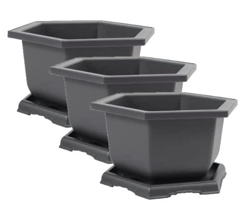 3-Pack Medium Plastic Hexagonal Bonsai Training Pots with Drainage Holes & Matching Trays + 12 T-Shaped Plant Markers - Perfect for Indoor Herb Gardens, Succulent Arrangements & Bonsai Tree Cultivation
