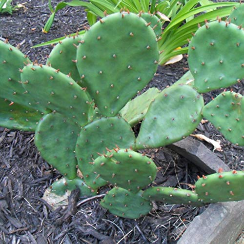 Palm Beach Medicinal Herbs - Eastern Prickly Pear Cactus Seeds (Opuntia humifusa) - Pack of 5 for Home Gardening & Natural Remedies | Drought-Resistant Succulent Plants for Arid Landscaping