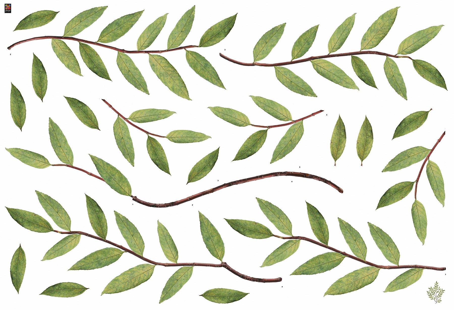 Brewster Plage PL160806 Peel & Stick Adelaide Nature European Wall Decals - Removable Self-Adhesive Wall Stickers for Home, Nursery, Office Decor - Easy DIY Wall Art for Bedroom, Living Room & Kids Room