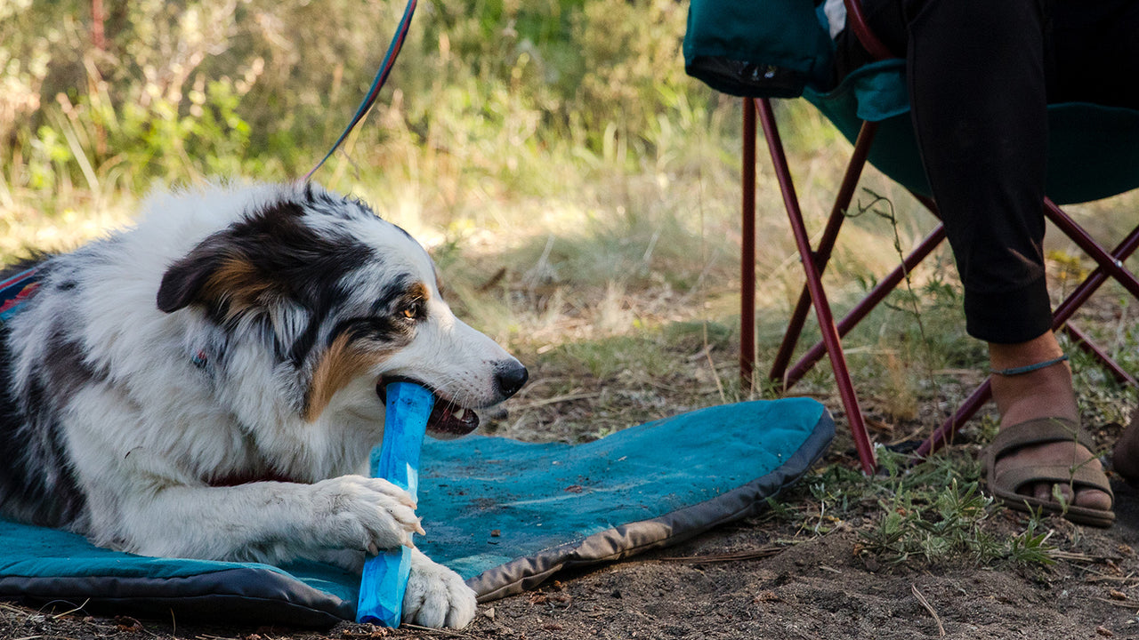 Ruffwear® Gnawt a Stick® Blue Pool Floating Dog Toy – Durable Chew & Fetch Toy for Water Play & Outdoor Adventures