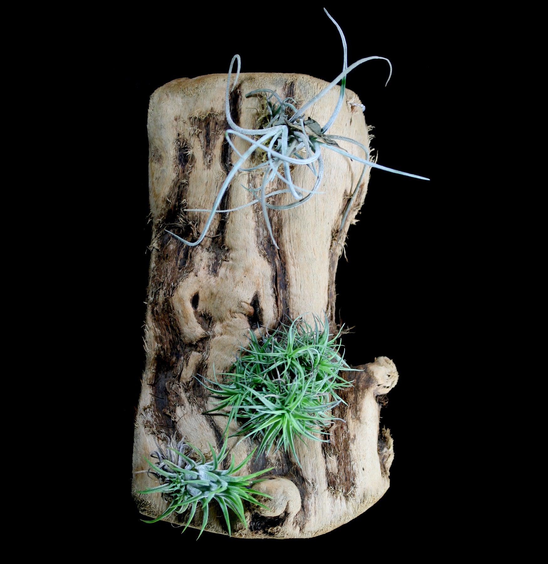 Live Air Plant Tillandsia Mounted on Natural Grape Wood - Perfect for Home Decor, Office Desk & Terrarium Displays