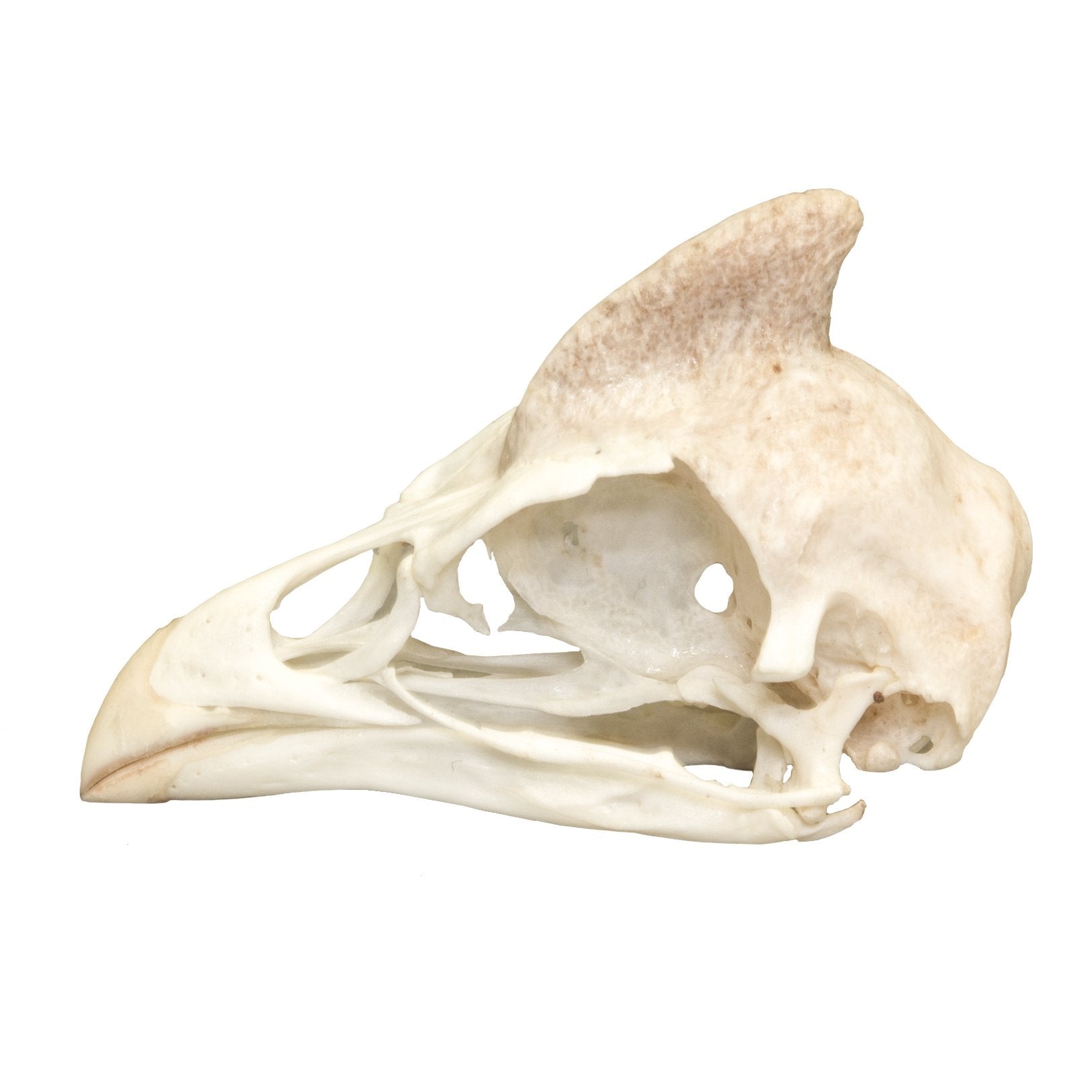 Authentic Helmeted Guineafowl Skull - Rare Taxidermy Specimen for Collectors, Home Decor & Gothic Display - Perfect for Cabinets, Museums & Oddity Collections