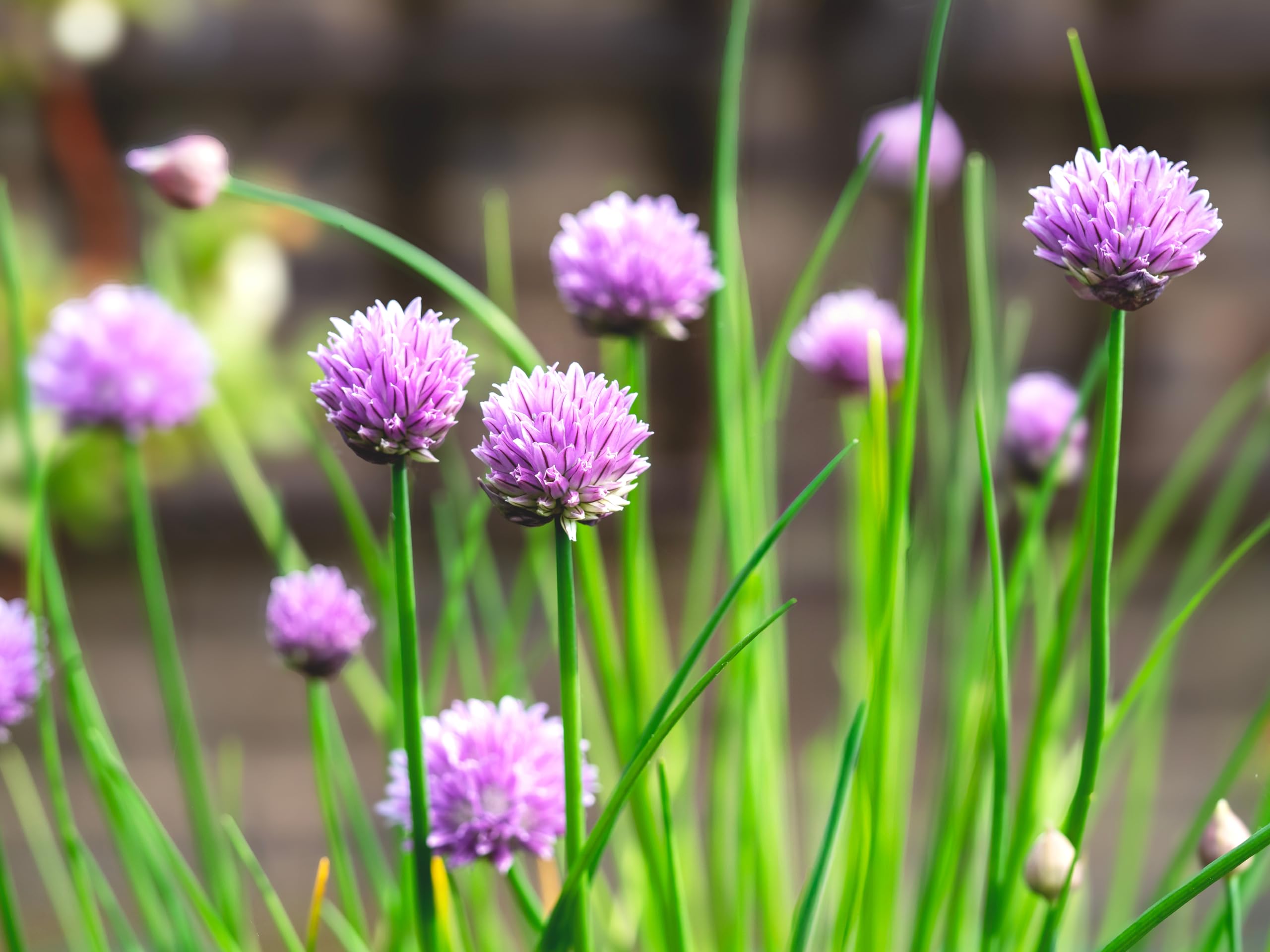 Organic Chives Live Plant (Allium schoenoprasum) - 2.5-inch Pot for Kitchen Garden, Fresh Herbs for Cooking, Soups, Salads & Garnishing - Perfect Indoor/Outdoor Herb Gardening Gift
