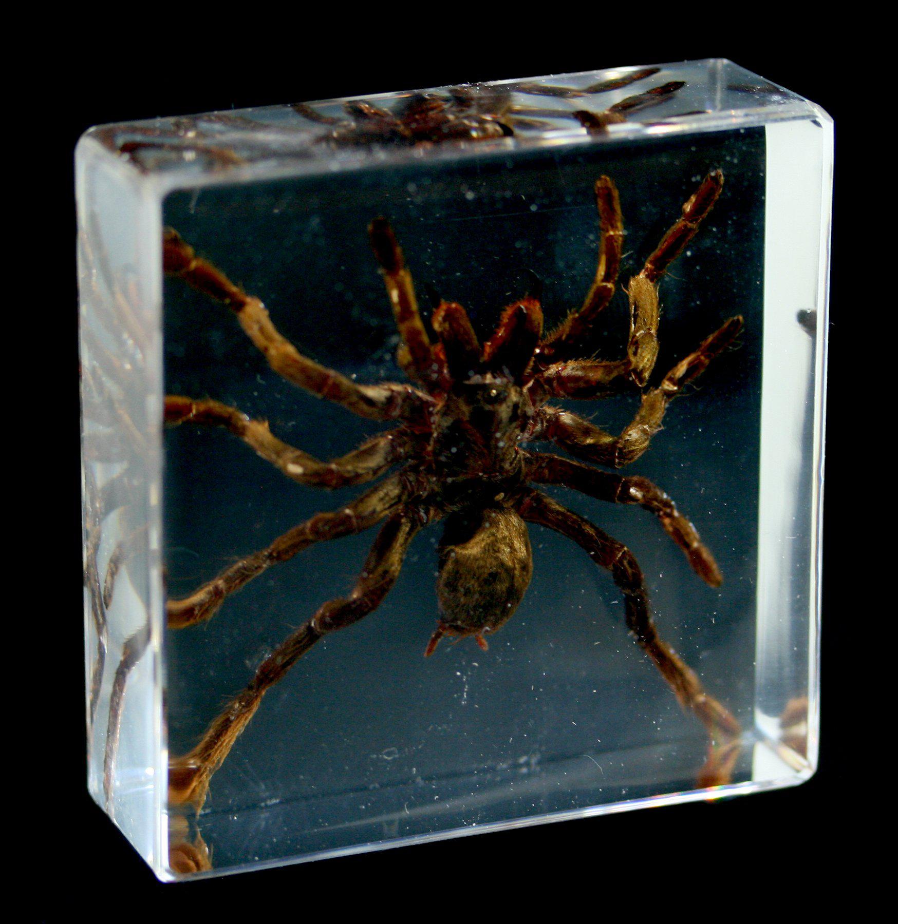Realistic Tarantula Encased in Clear Acrylic Block - Unique Home Decor & Conversation Piece for Halloween, Science Classrooms & Collector Displays