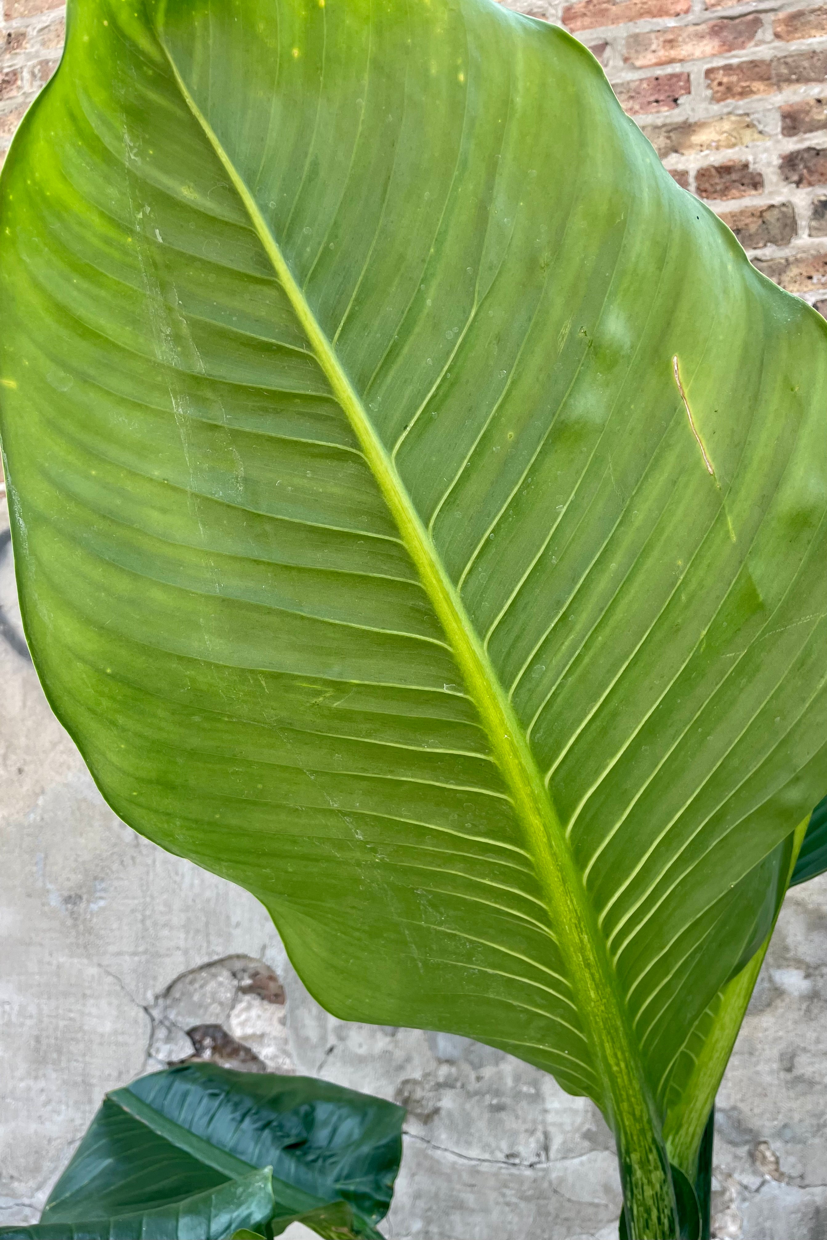 Dieffenbachia Plant - 12