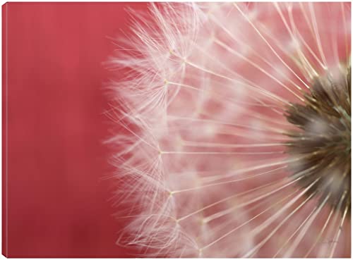 Dandelion on Red III