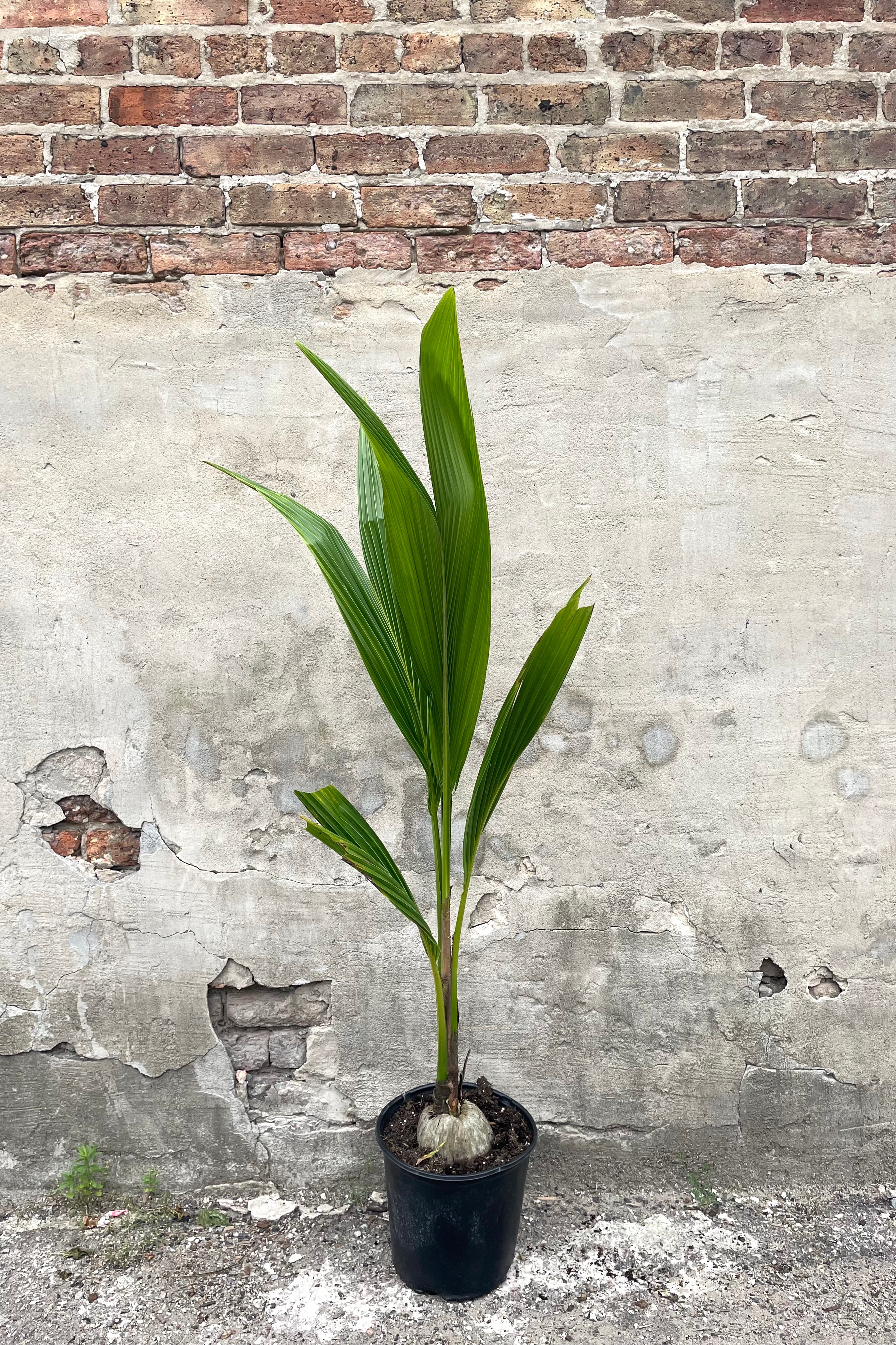 Organic Coconut Palm (Cocos nucifera) - 10 Pack Fresh Coconuts for Cooking, Hydration & Tropical Decor | Perfect for Smoothies, Baking & Beach-Themed Parties