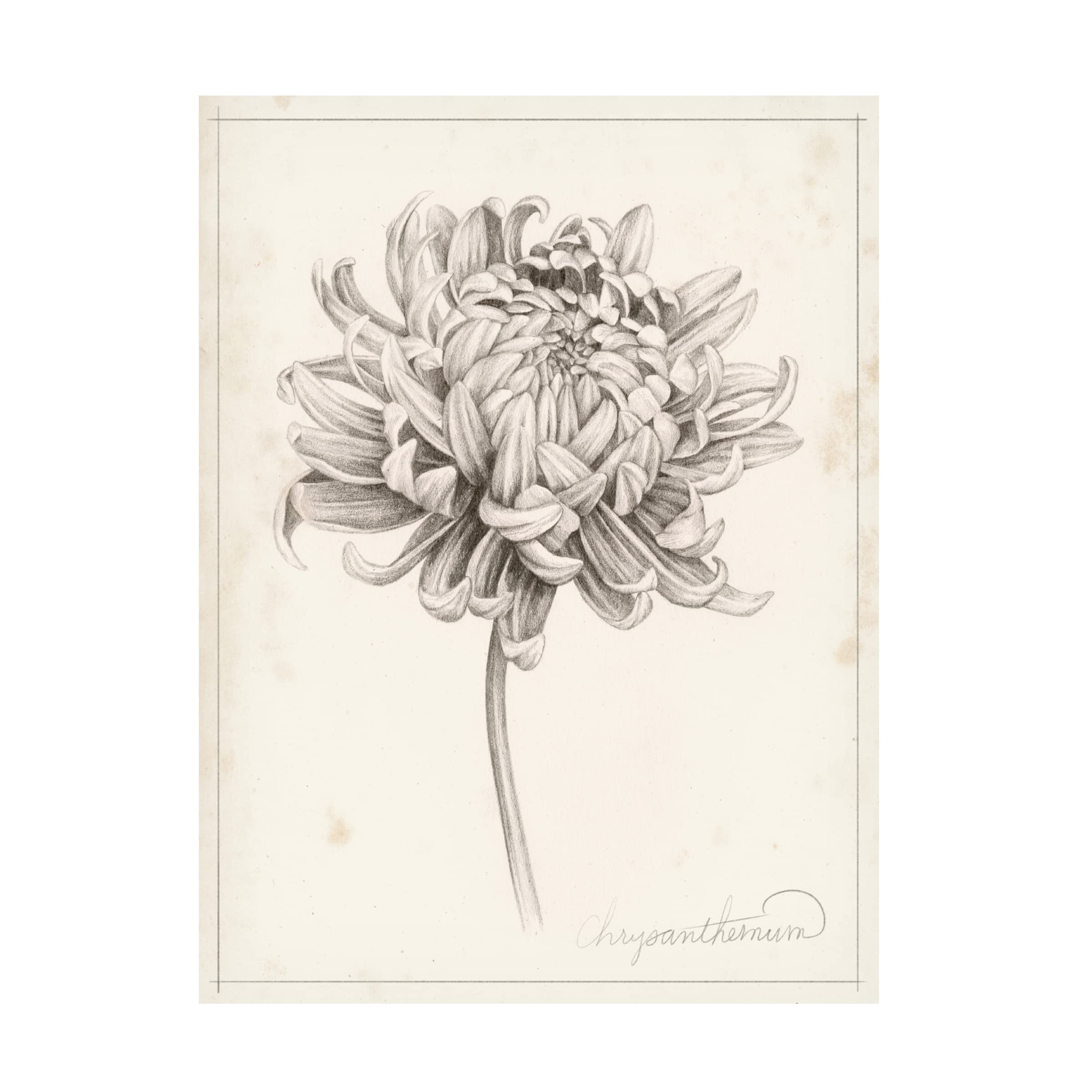 Grace Popp 'Graphite Chrysanthemum Study I' Canvas Wall Art Print - Elegant Floral Home Decor for Living Room, Bedroom & Office