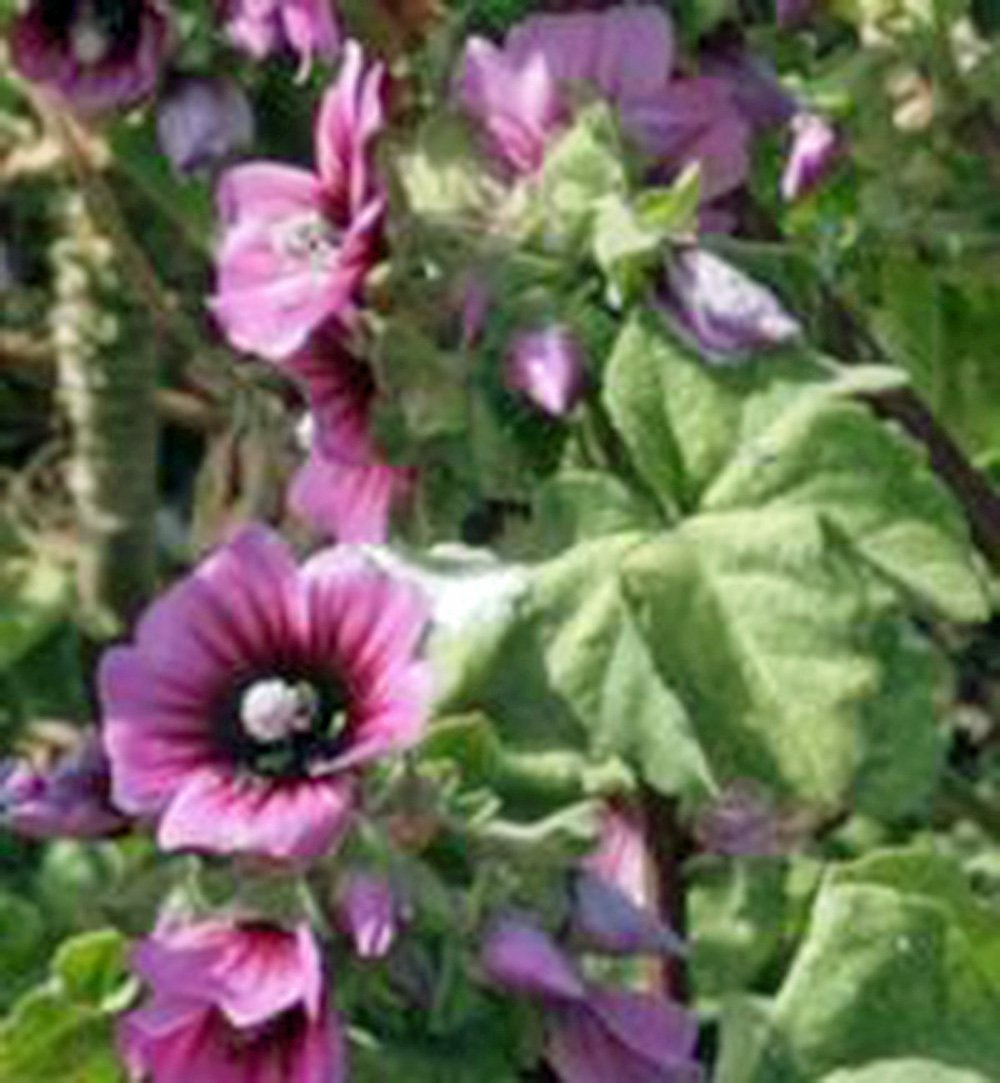 Rose Mallow Seeds (25+ Count) - Vibrant Pink Hibiscus Flowers for Garden Planting | Perfect for Landscaping, Borders & Butterfly Gardens
