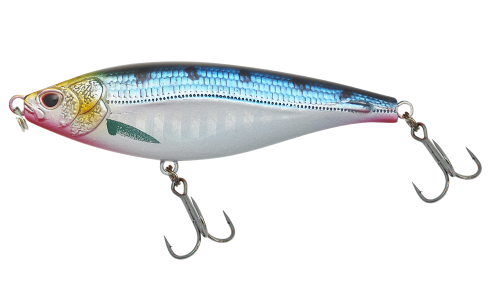 Sardine