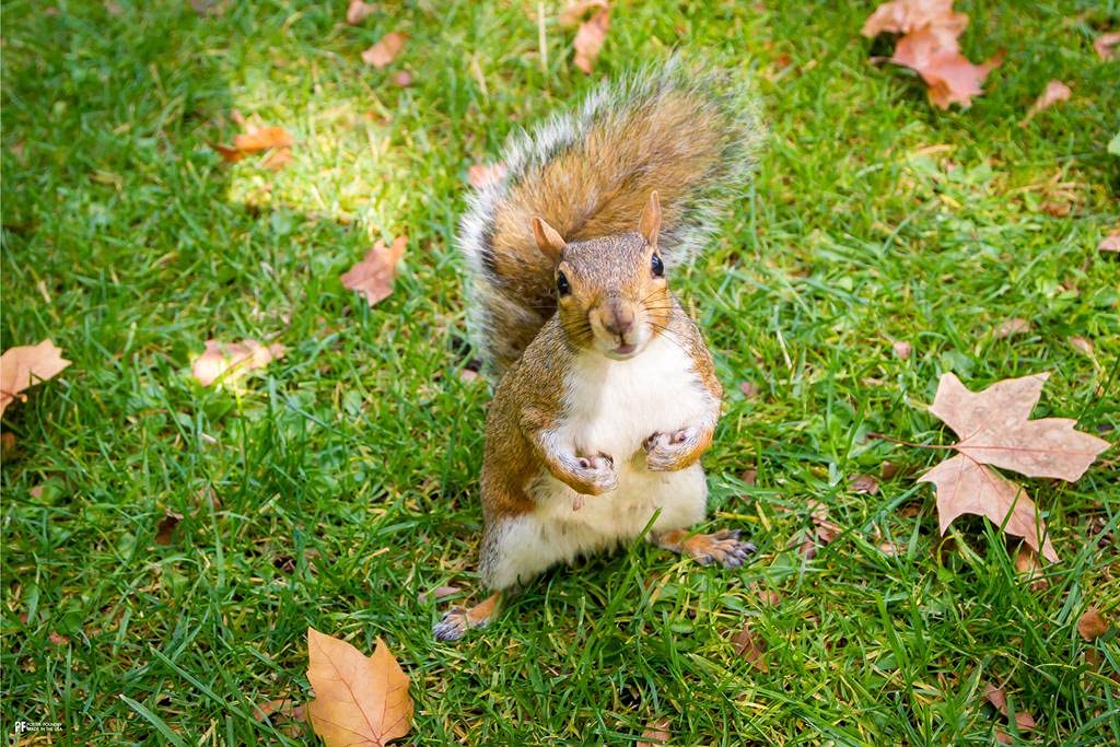 Laminated Squirrel Autumn Leaves Wall Art - Kids Room Decor, Woodland Nursery Decor, Cute Baby Animal Pictures, Nature Photography Poster (24x36) - Perfect for Children's Bedrooms, Playrooms & Homeschool Classrooms