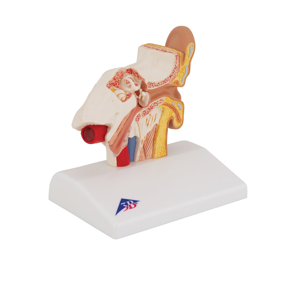1.5x Life Size Human Ear Anatomy Model - Detailed Desktop Display for Medical Students & Science Education | Perfect for Classrooms, Labs & Study