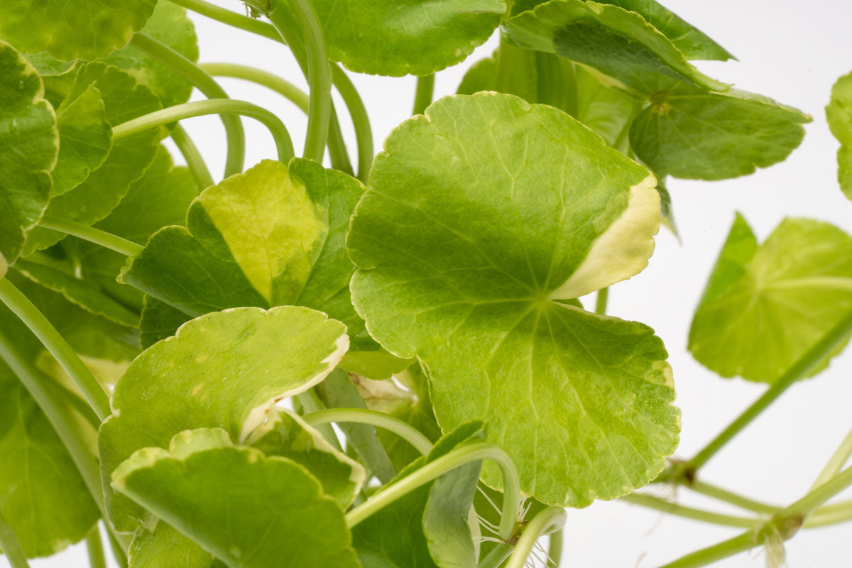 Variegated Hydrocotyle Leucocephala Aquatic Plant - Live Aquarium Plants for Fish Tanks, Ponds & Terrariums - Perfect for Aquascaping, Water Gardens & Indoor Decor