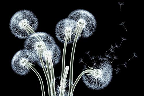 Dancing Dandelions