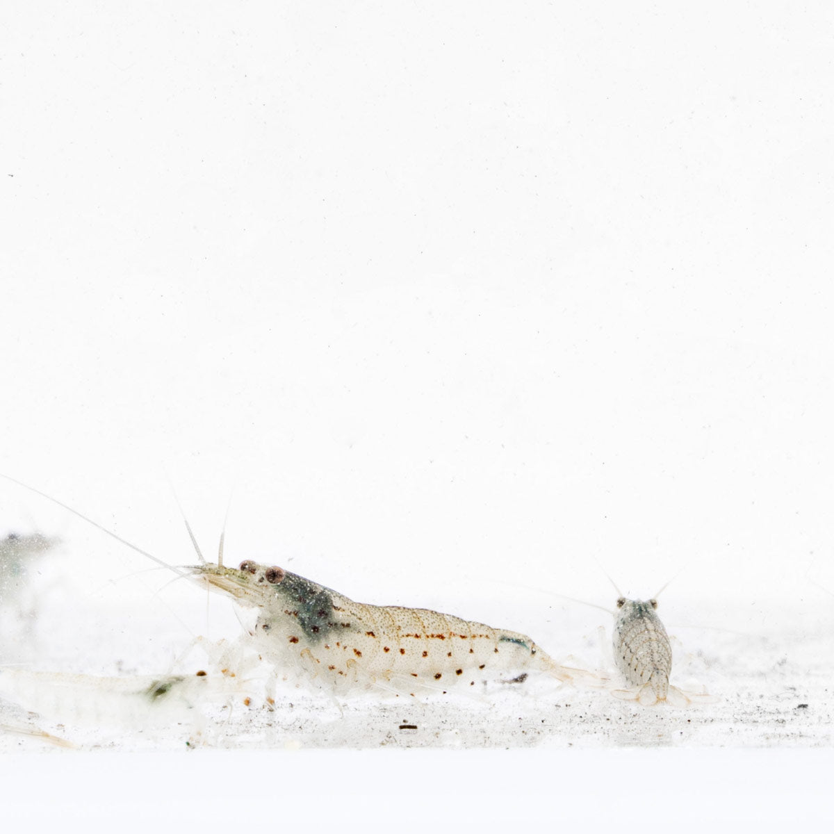 Premium Caridina Multidentata Amano Shrimp - 10 Live Freshwater Aquarium Shrimp for Algae Control | Perfect for Planted Tanks, Nano Aquariums & Shrimp Breeding Tanks